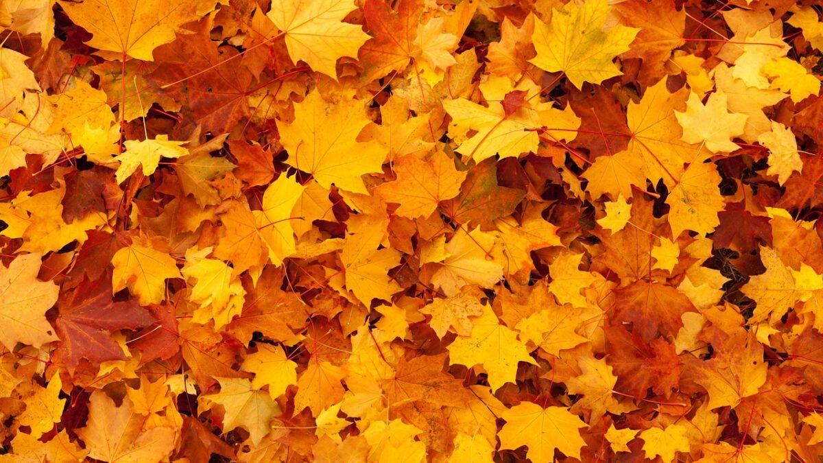 秋の画像